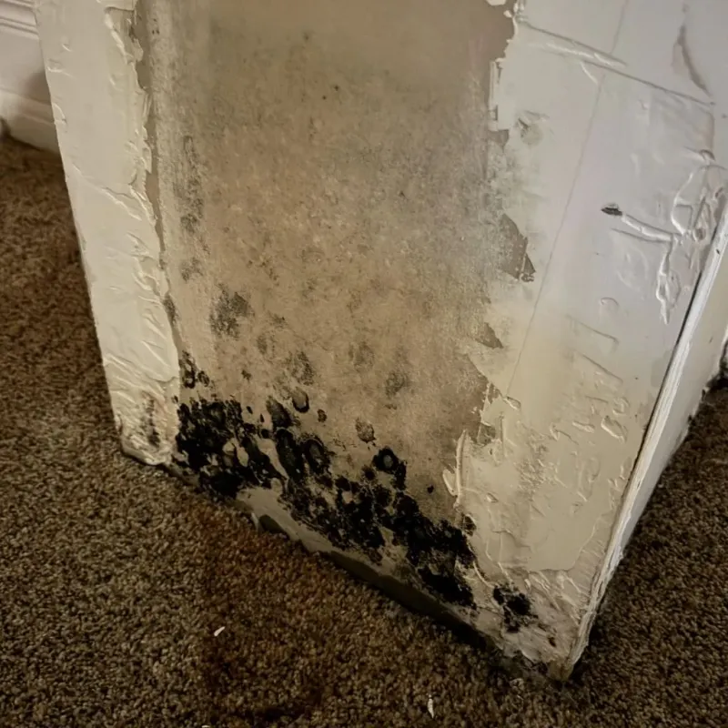 Professional Mold Removal in Pittsburg County, OK